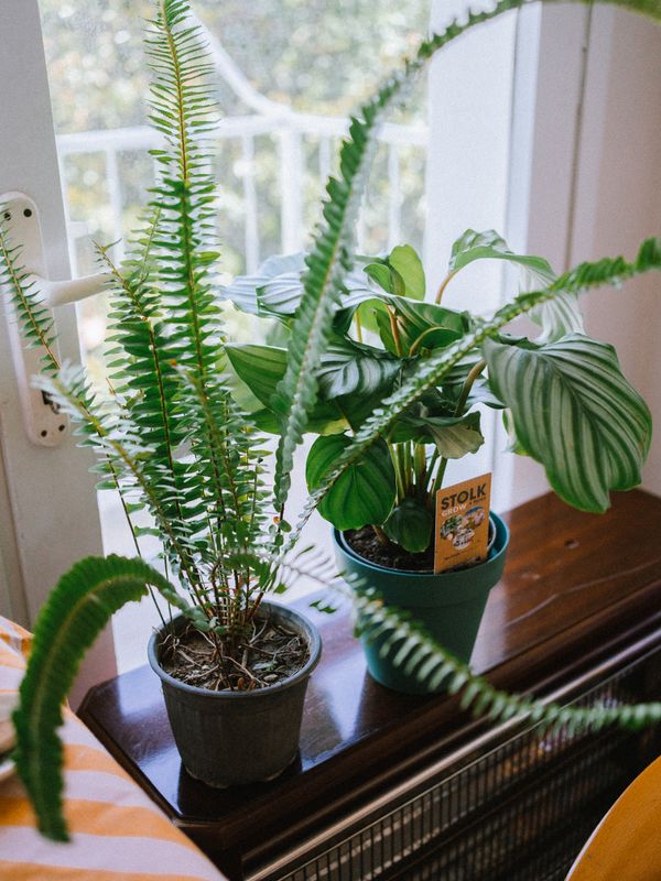 A fern and a striped calathea in pots on a sunny windowsill