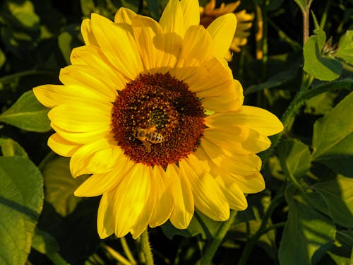 Free A Bee on a Sunflower Stock Photo