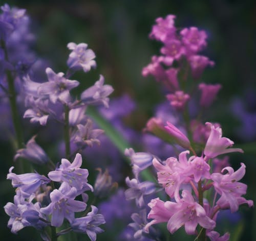 Close-up of Common Bluebells