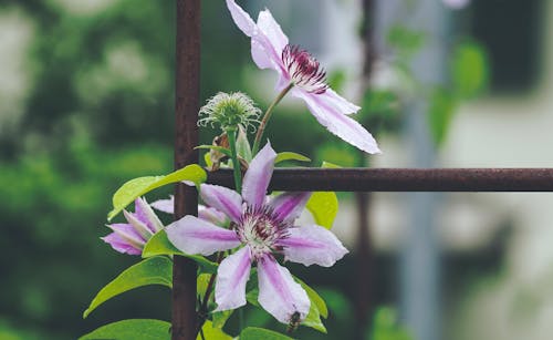 Selective Focus Photography of Pink-and-white Clematis Flower