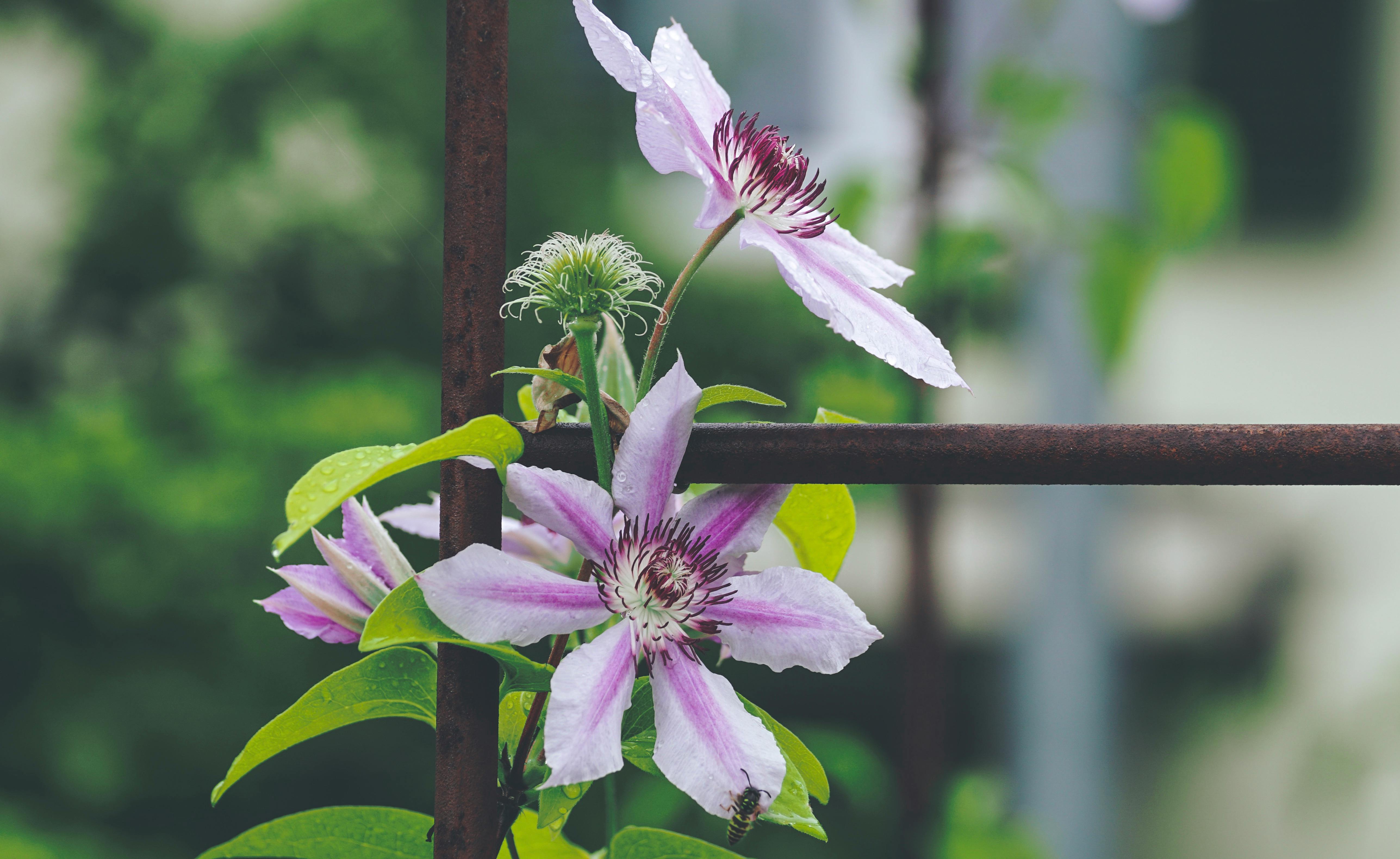 Selektiver Fokus Fotografie Der Rosa Weissen Clematis Blume Kostenloses Stock Foto