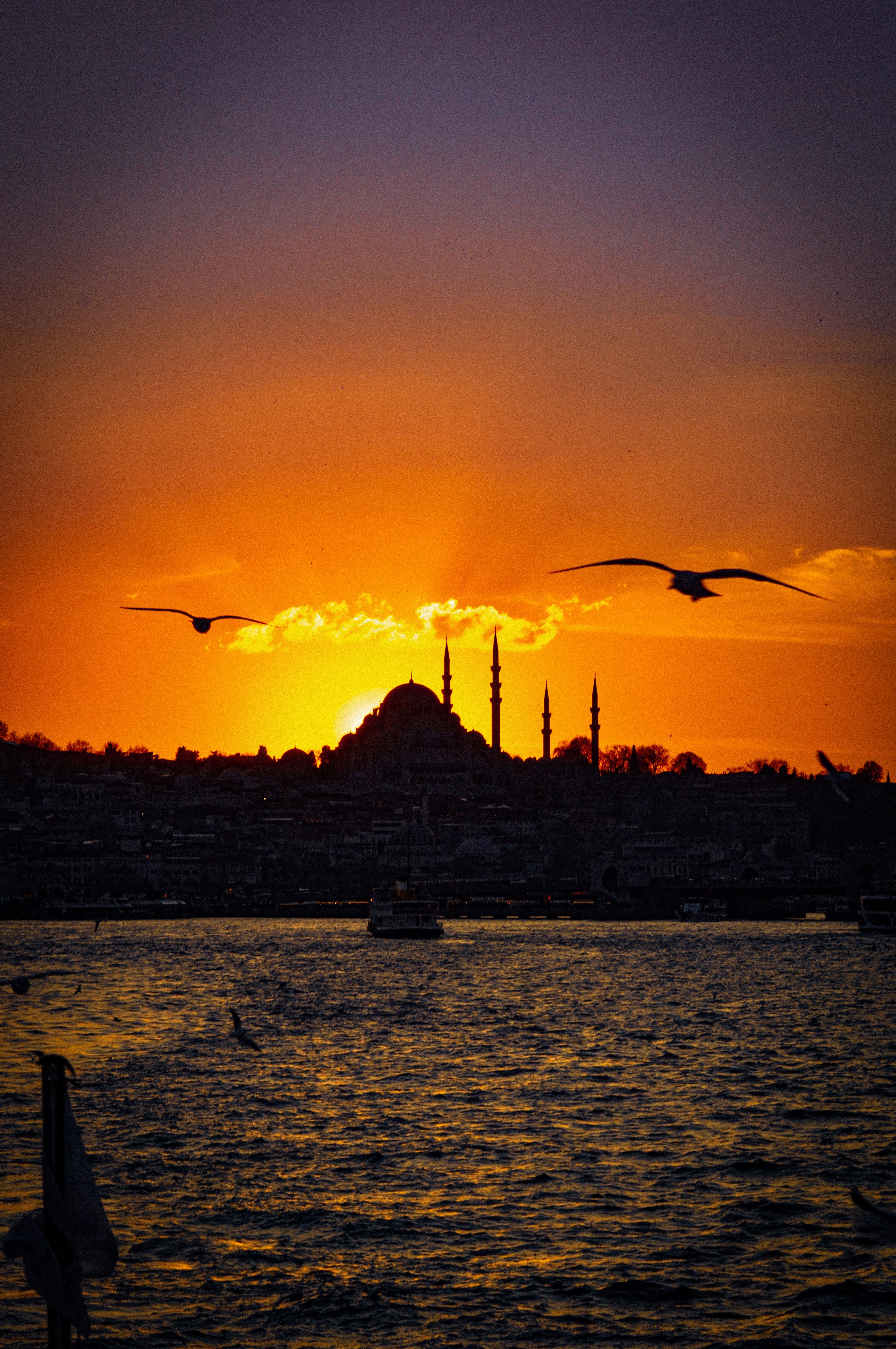 Silhouette of Birds Flying over the Sea during Sunset · Free Stock Photo