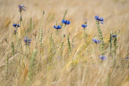 Blue Flowers in Tilt Shift Lens