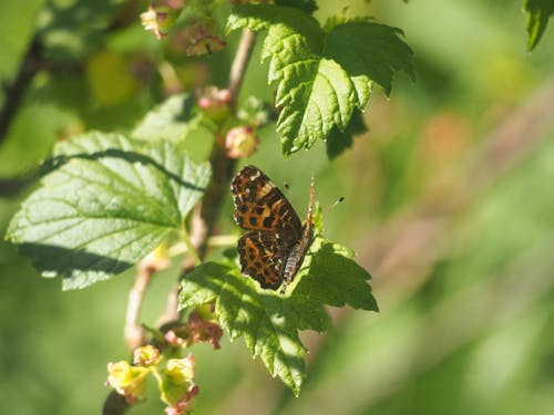 Fragile butterfly with antennae and spots on wings sitting on pointed green leaf of tree branch with small bright flowers on blurred background