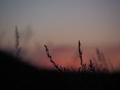 Plants with thin stems on meadow at sunset