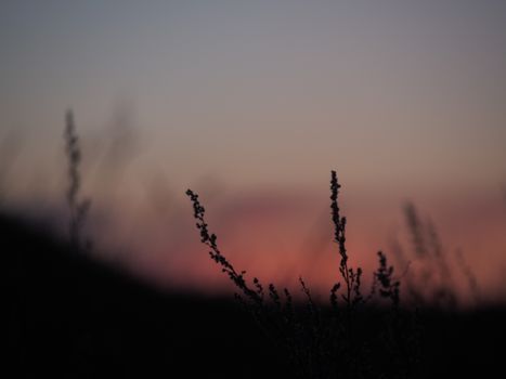 Overgrown plants with thin elastic stalks and small leaves in field under serene colorful sky at sundown on blurred background