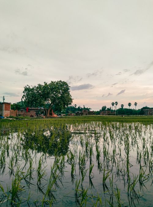 Free A tranquil rice field at dusk with a lone tree reflecting in the water, evoking a serene countryside ambiance. Stock Photo