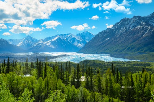 Gratis Immagine gratuita di alaska, alberi, ambiente Foto a disposizione