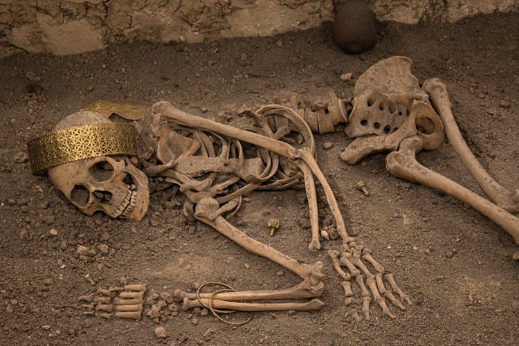 Human Skeleton With Golden Crown On Head