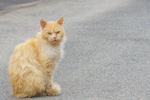 Бесплатное стоковое фото с животное, коричневый, коричневый кот