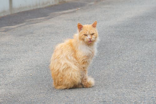 Darmowe zdjęcie z galerii z brązowy, brązowy kot, kociak