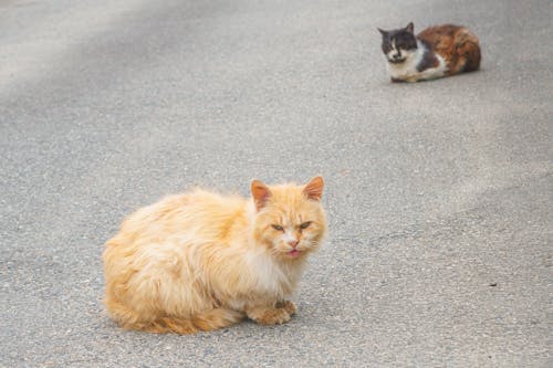 갈색, 갈색 고양이, 고양이의 무료 스톡 사진