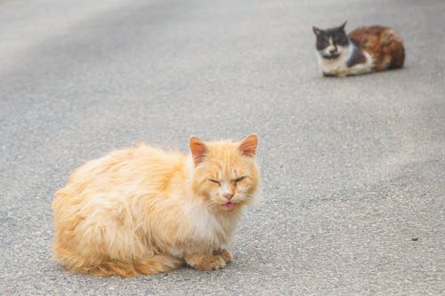 Бесплатное стоковое фото с животное, коричневый, коричневый кот