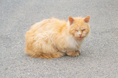 Darmowe zdjęcie z galerii z brązowy, brązowy kot, kociak