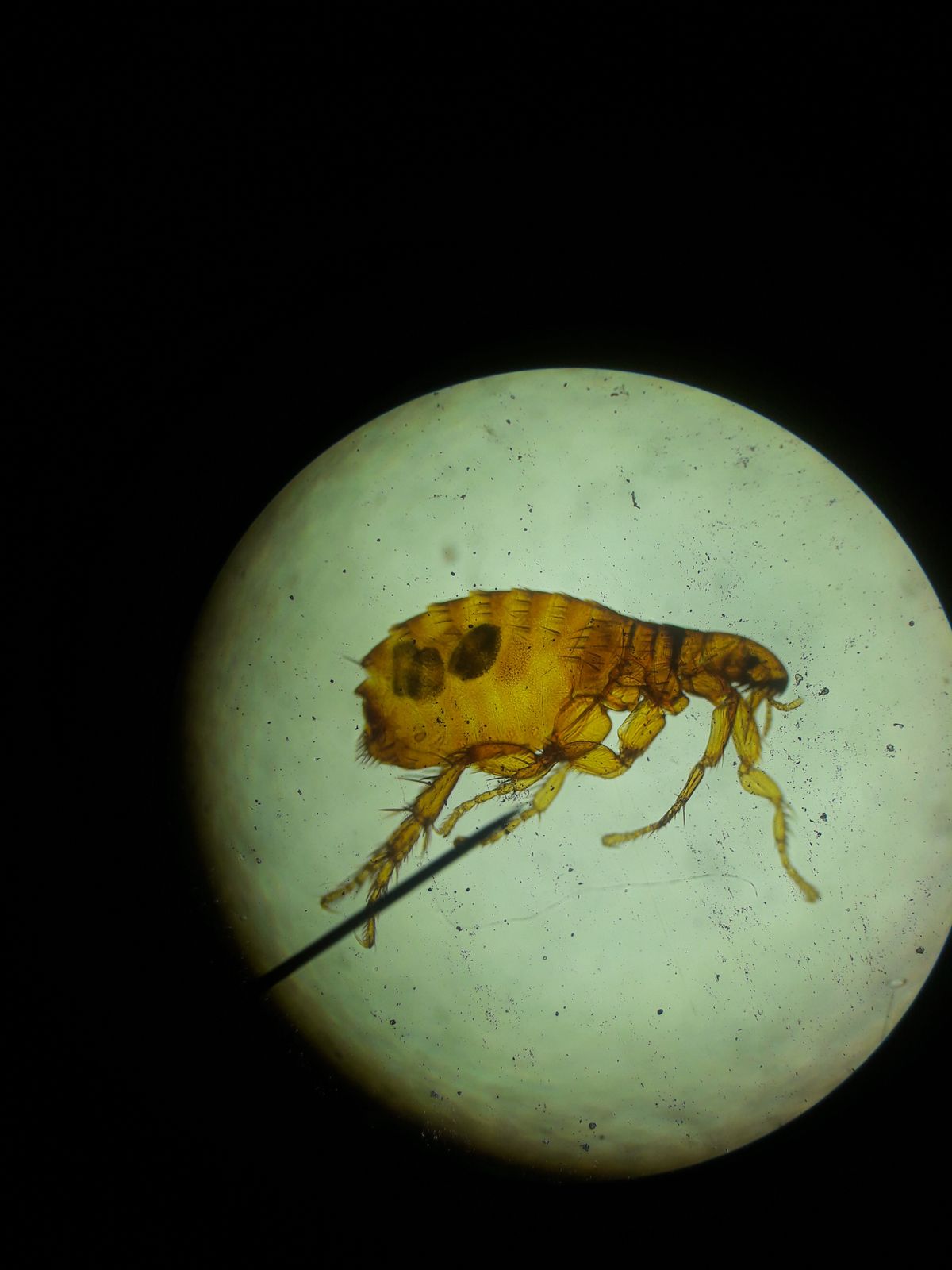 Flea macro close-up - flea control