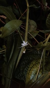 A serene close-up of a lone white flower surrounded by green leaves, capturing nature's tranquility.