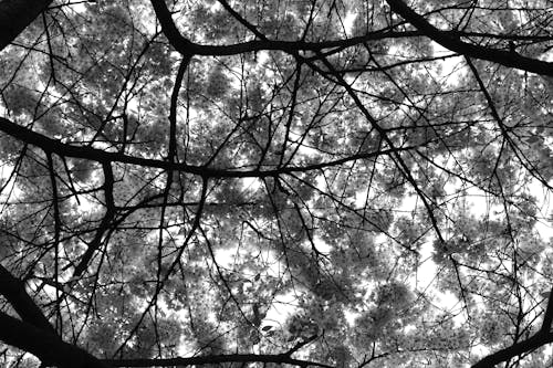 Free stock photo of black and white, blossoms, pattern Stock Photo