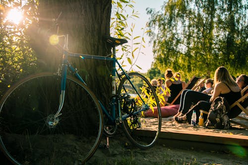 Imagine de stoc gratuită din arbori, bicicletă, culori