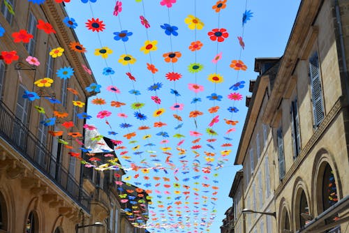 Free stock photo of flowers, sky