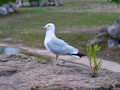 Foto profissional grátis de ave, gaivota