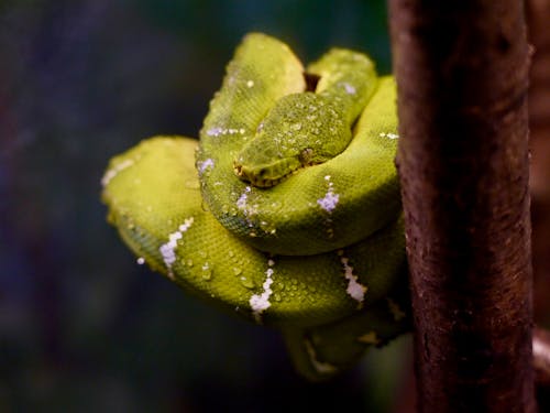 Foto profissional grátis de cobra, jardim zoológico