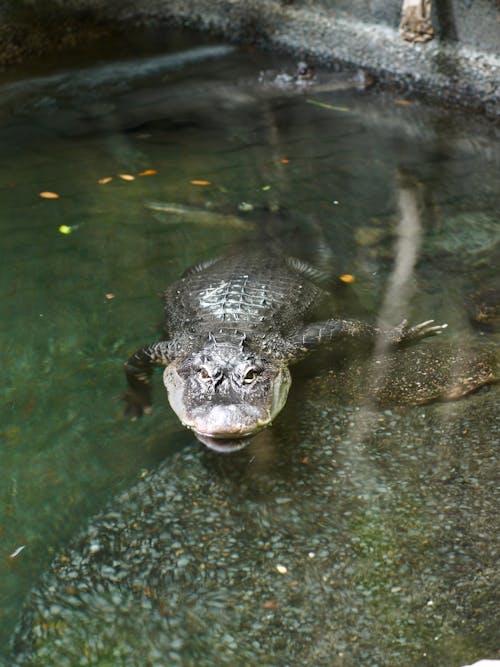 Free stock photo of alligator, zoo