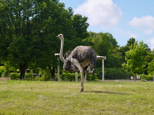 Ostrich on Green Grass Field