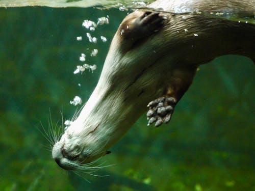 Gratis lagerfoto af bæver, zoo