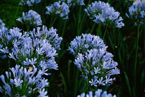 Free A close-up of vibrant blue Agapanthus blooms in a lush garden setting. Stock Photo