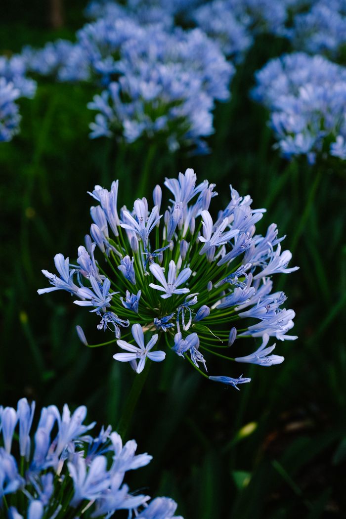 Agapanthus blooming in a South African garden