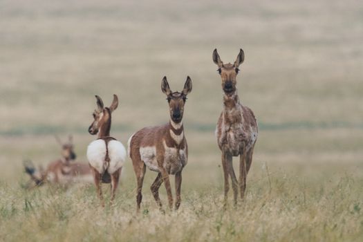 Group of pronghorns in a vast open grassland under daylight conditions., free online jigsaw puzzle on JigsawPuzzlesFreeOnline.org