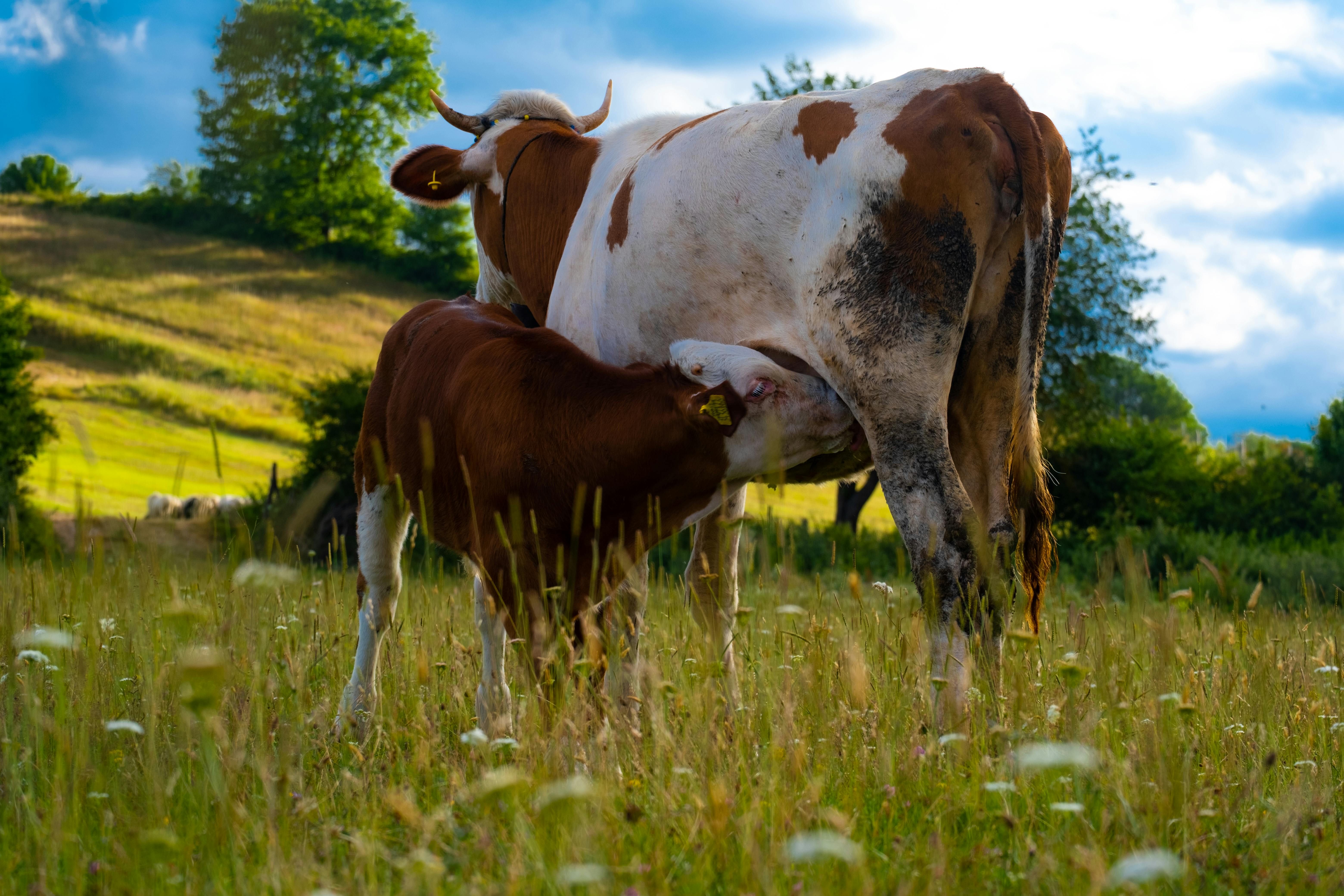 Calf Sucking Milk from Cow · Free Stock Photo