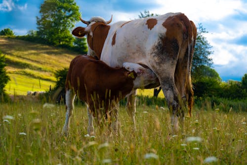 動物攝影, 吸吮, 小牛 的 免費圖庫相片