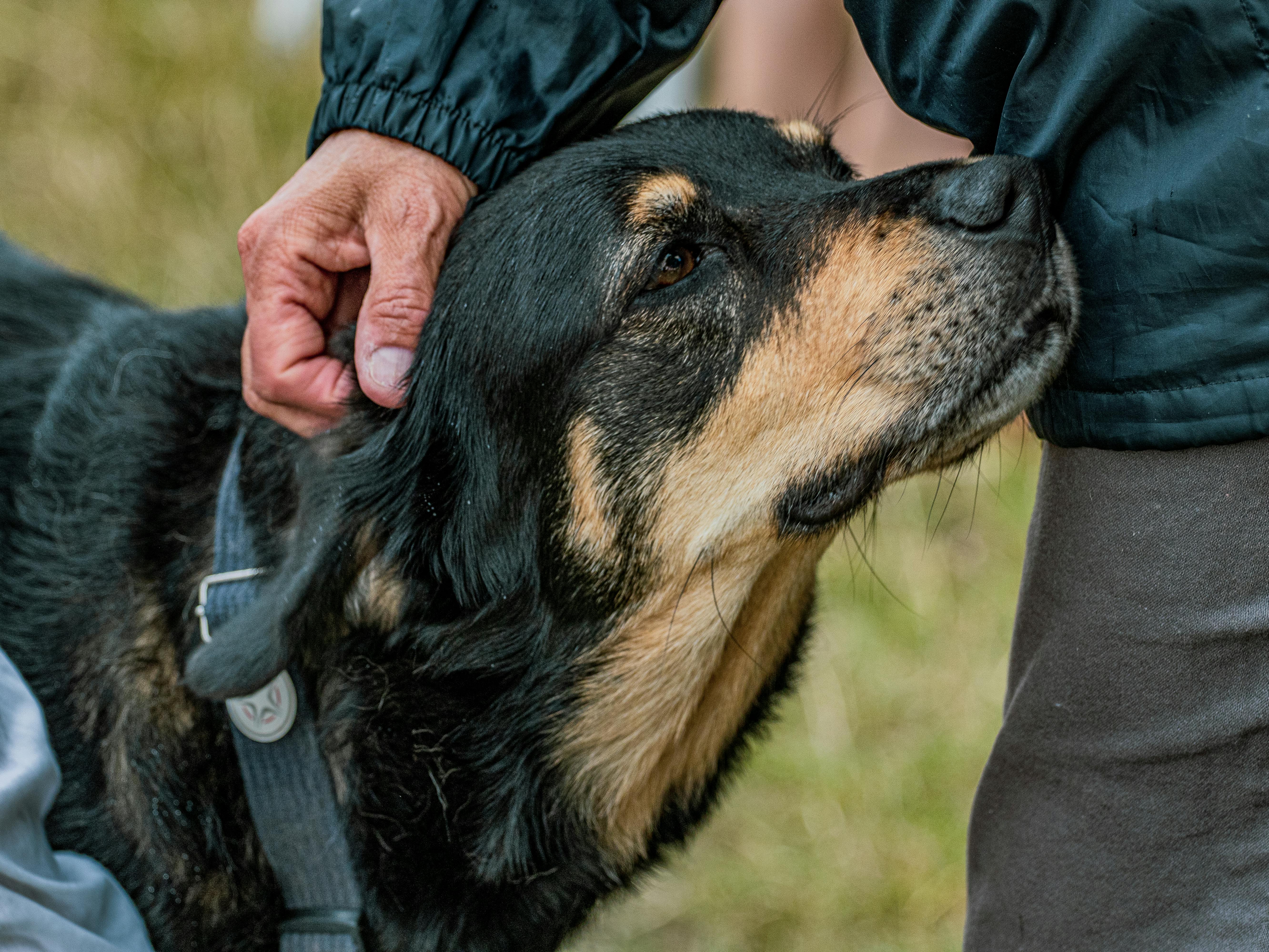 Hand Caressing the Rottweiler Dog