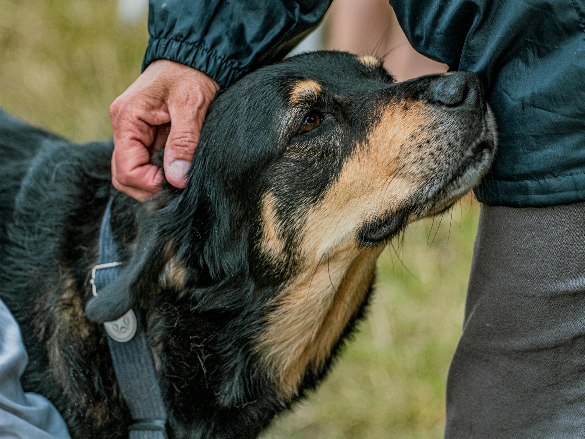 En hand som smeker en rottweilerhund