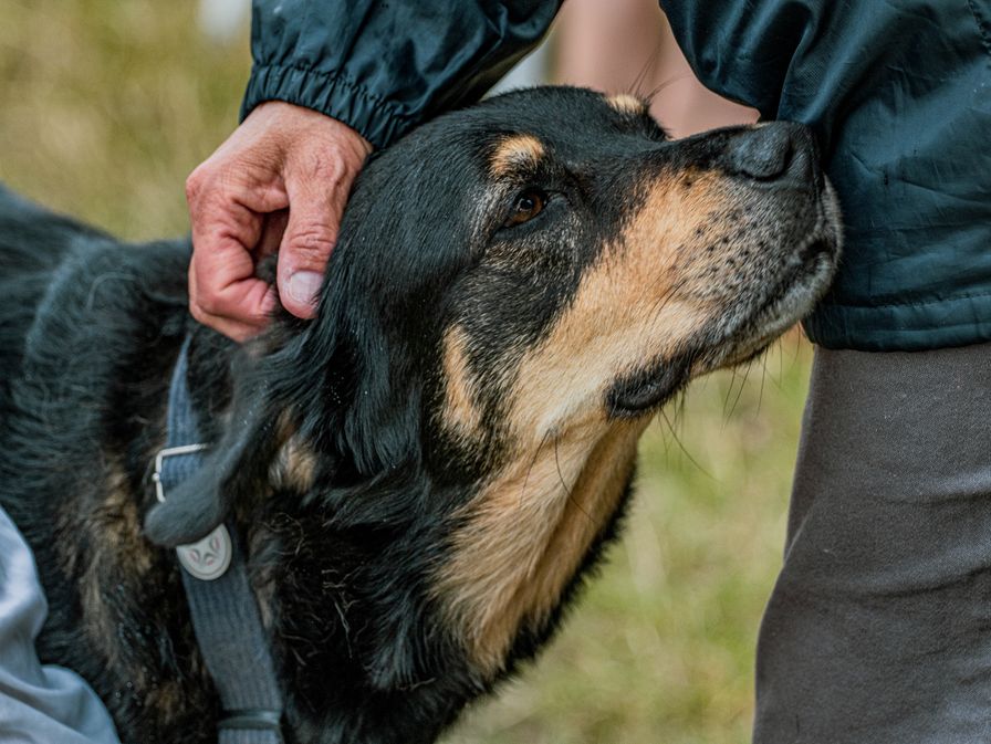 Rottie Weight Charts Monitoring Your Rottweiler's Growth