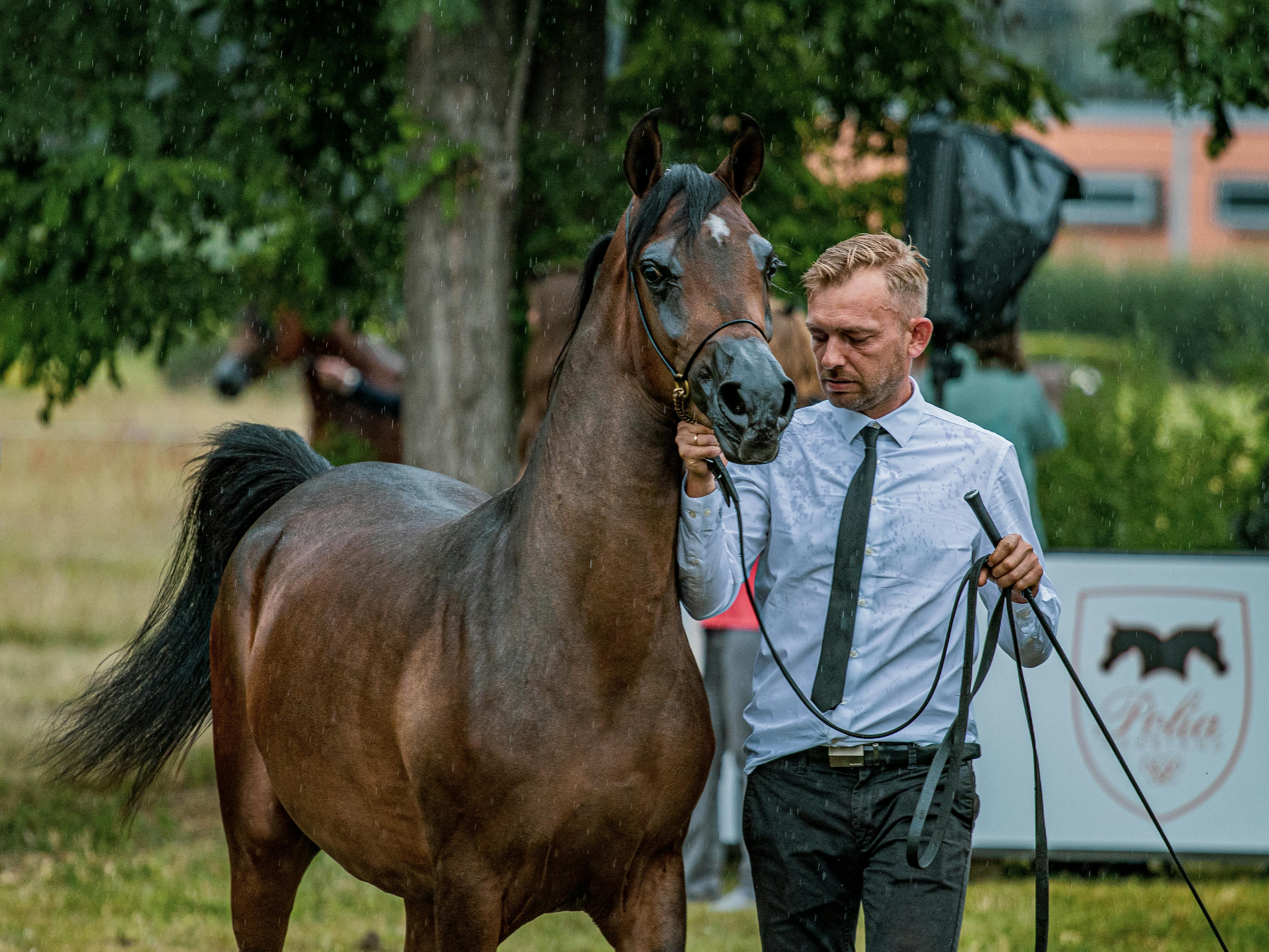 Essential Grooming Tips for a Shiny Horse