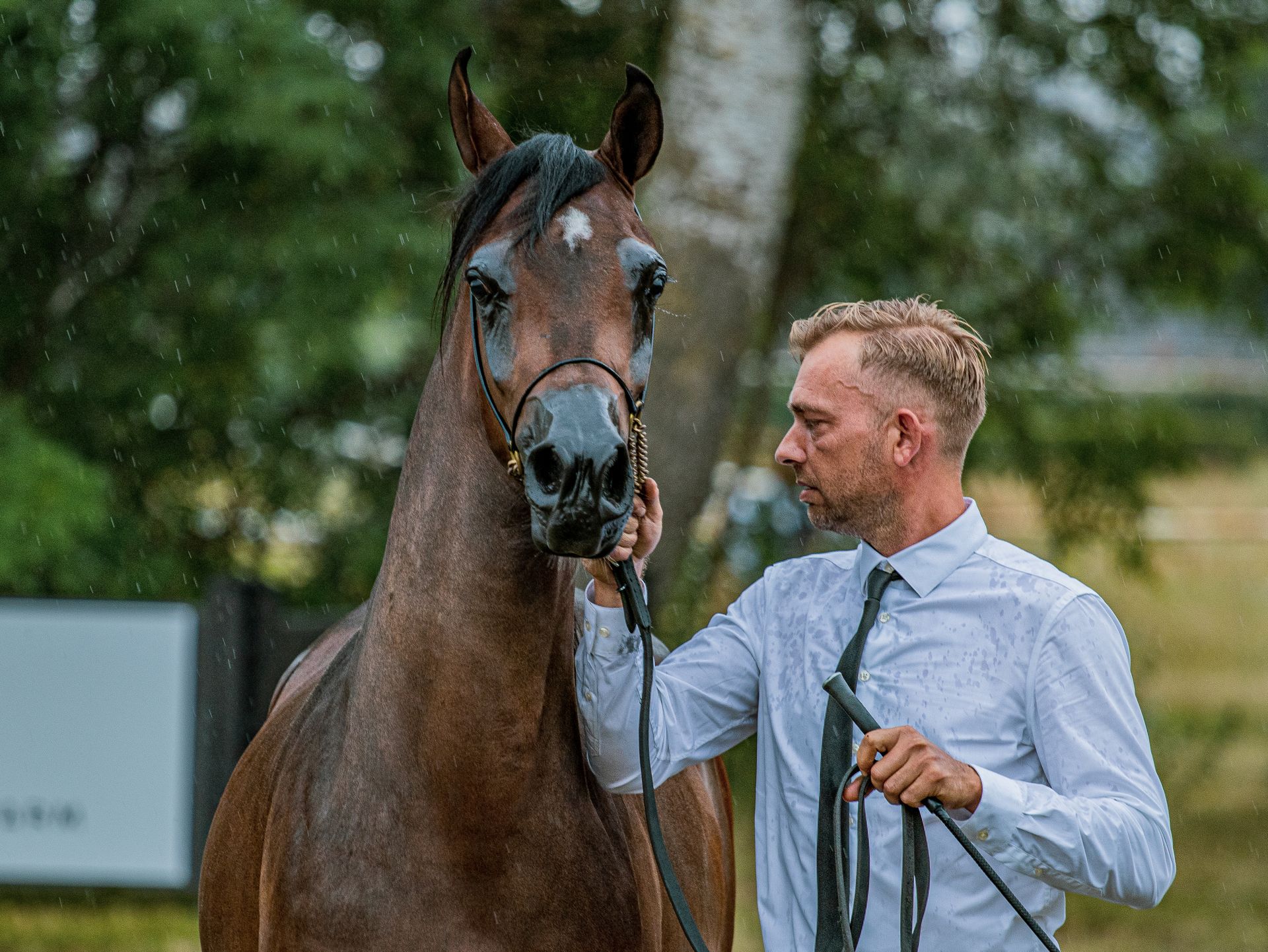 Man in Blue Dress Shirt Standing Beside Brown Horse