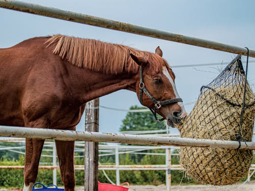 A Brown Horse Eating