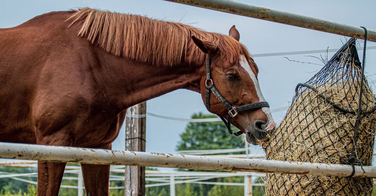 Forage Comes First for Horses Can horses eat asparagus instead of hay: chestnut horse eating hay from a net at a paddock fence