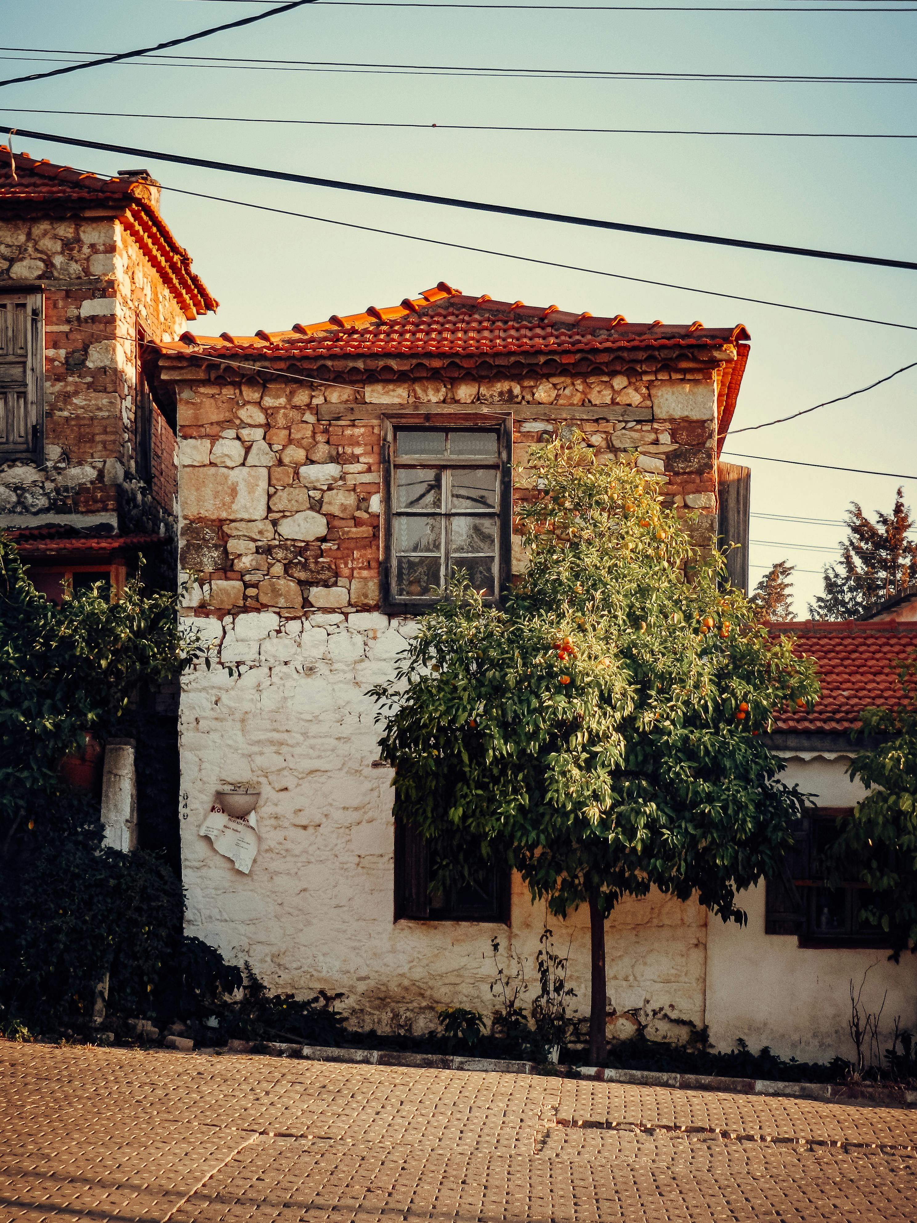 photo of a tree near a house