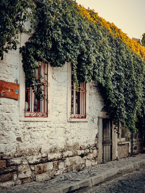 Ivy Covering Building Wall