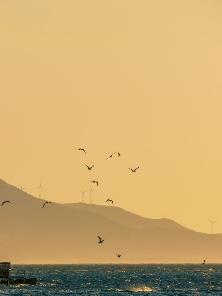 Birds Flying Over Sea