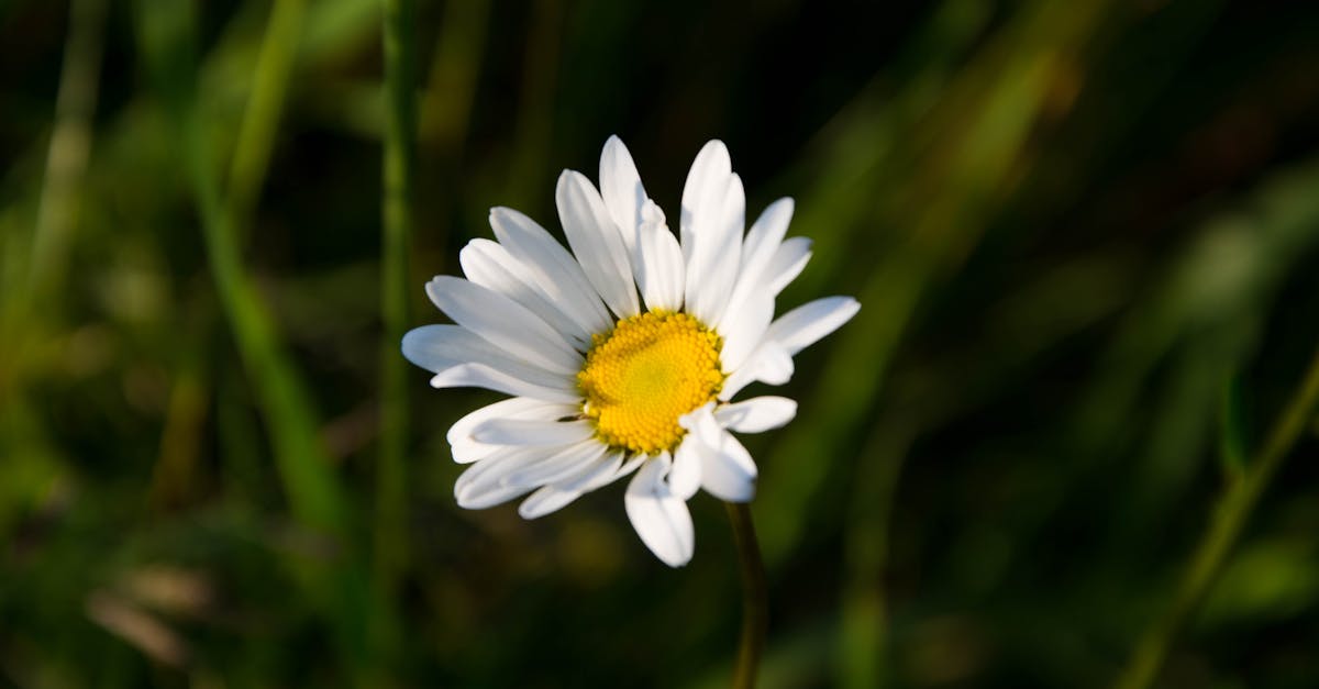 Chamomile Flower