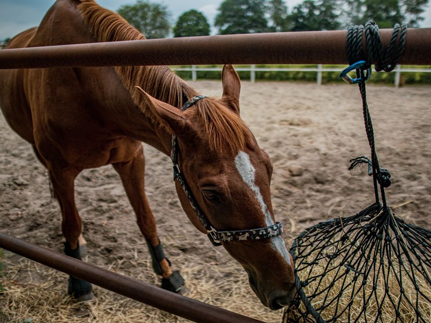 A brown horse enjoying hay in an outdoor paddock surrounded by trees and a rustic fence.