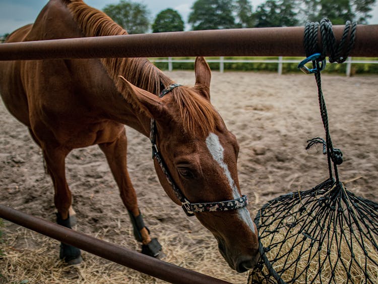 A Brown Horse Eating Hay