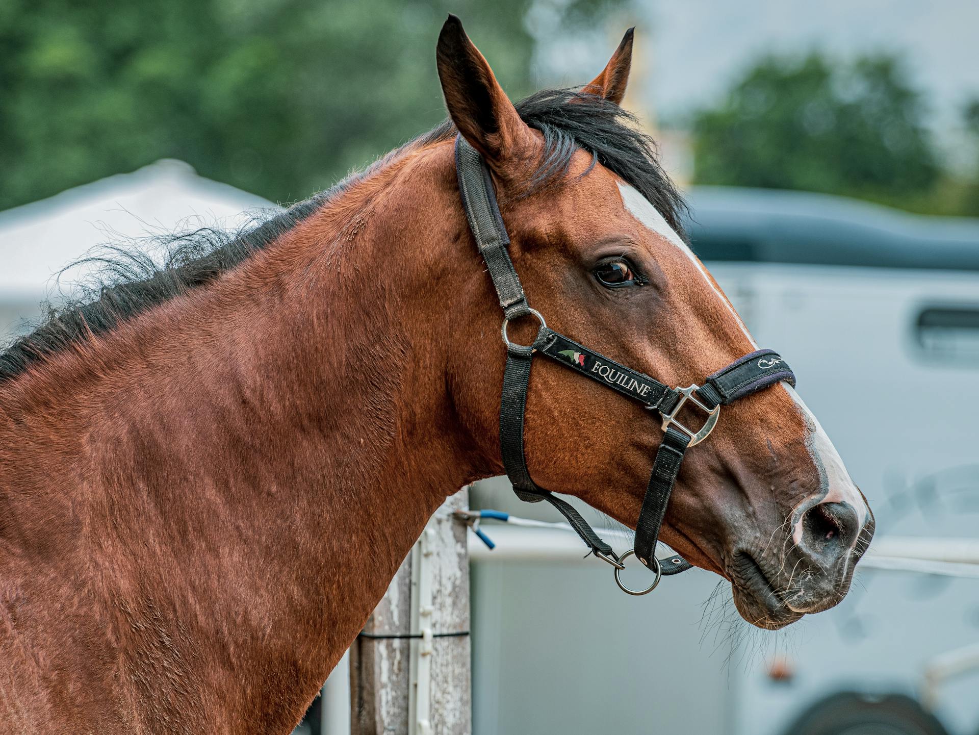 Detailed close-up portrait of a brown horse wearing a halter outdoors.