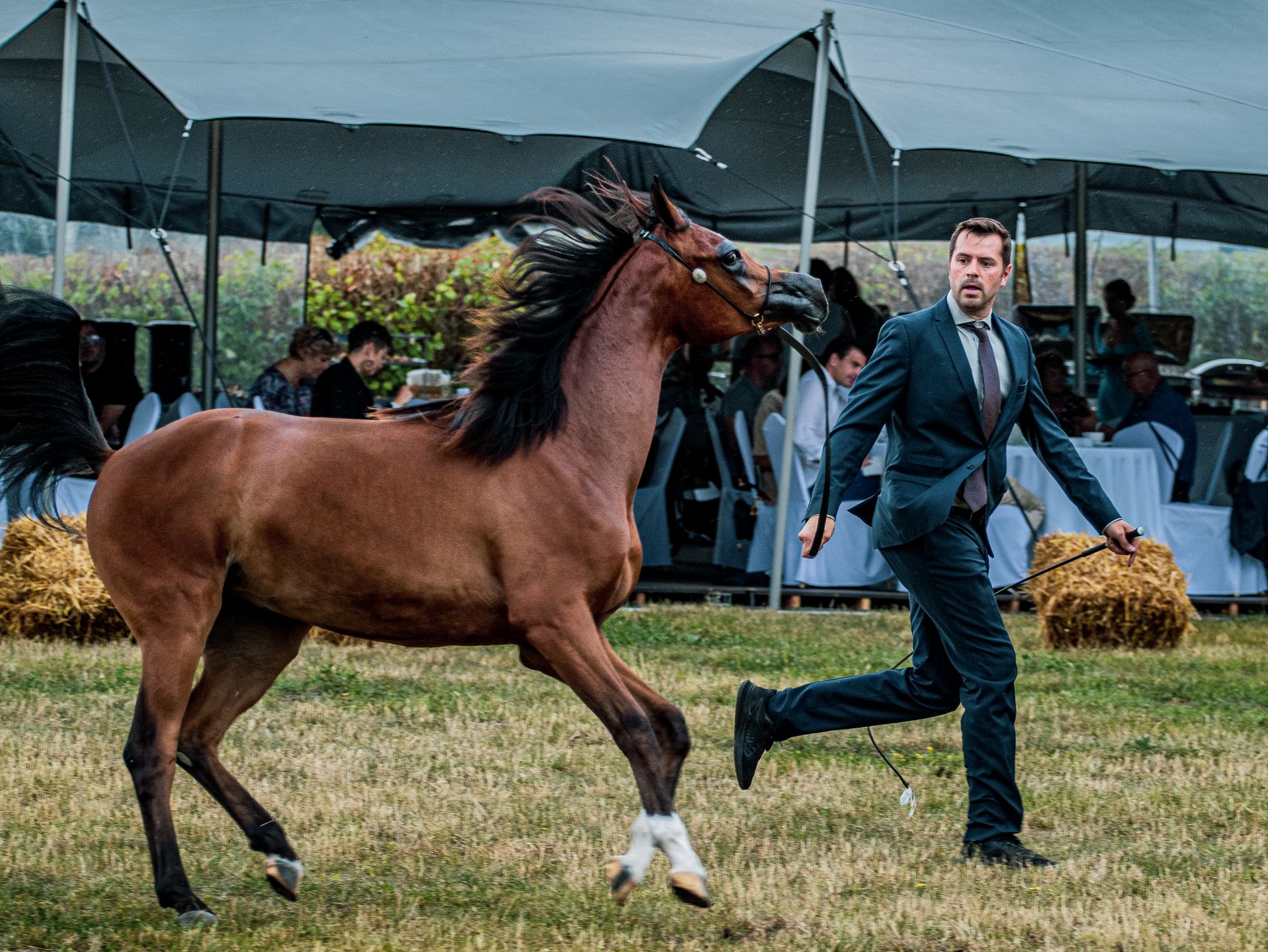 Man in Suit Demonstrating Horse