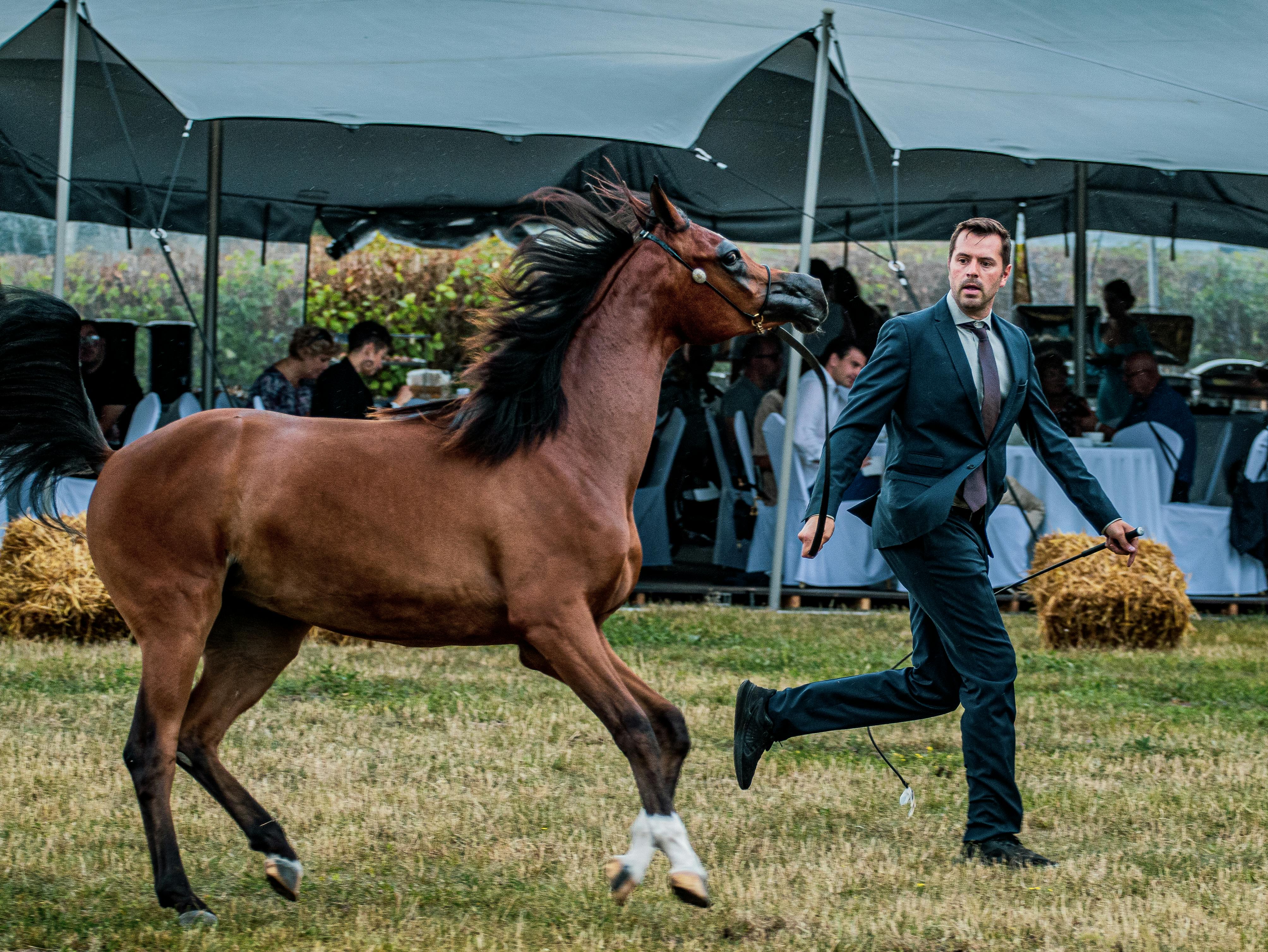 Cavalo Árabe Corre Frente No Fundo Da Parede Foto Royalty Free