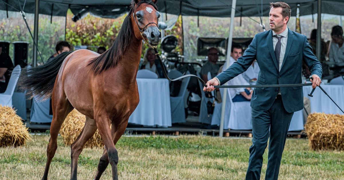 What Types Of Horse Breeds Are Best Suited For Ranchwork comparison chart showing key features and differences